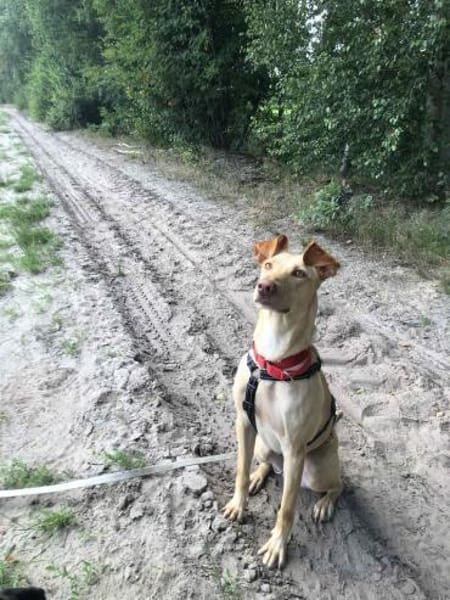 Glücksgriff liebe Toto sucht Glückfamily