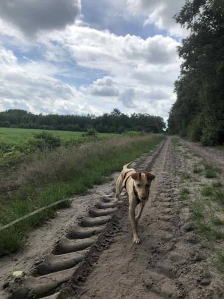 Glücksgriff liebe Toto sucht Glückfamily