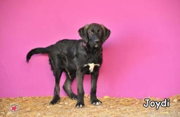 JOIDY