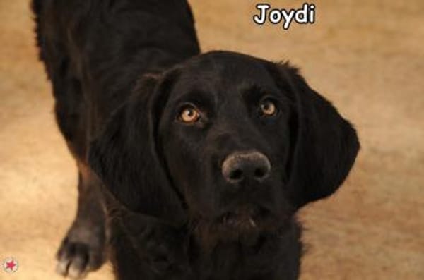 JOIDY
