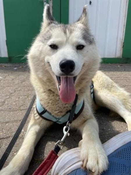 You, Husky Fans gesucht