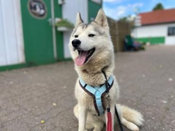 You, Husky Fans gesucht