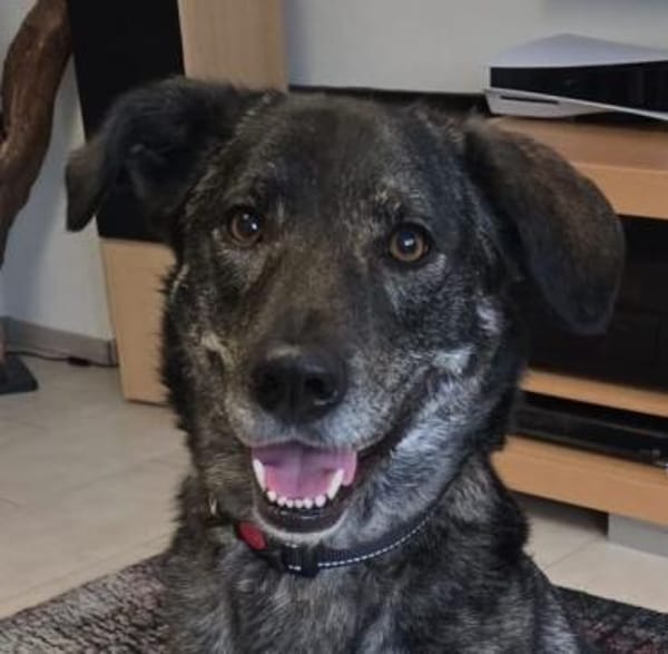 Elfie - Schäferhund-Mix