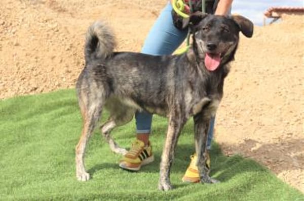 Elfie - Schäferhund-Mix