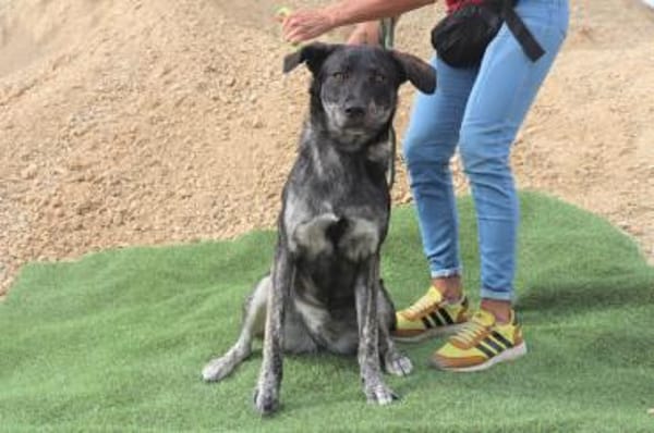 Elfie - Schäferhund-Mix
