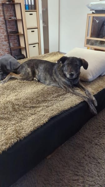 Elfie - Schäferhund-Mix