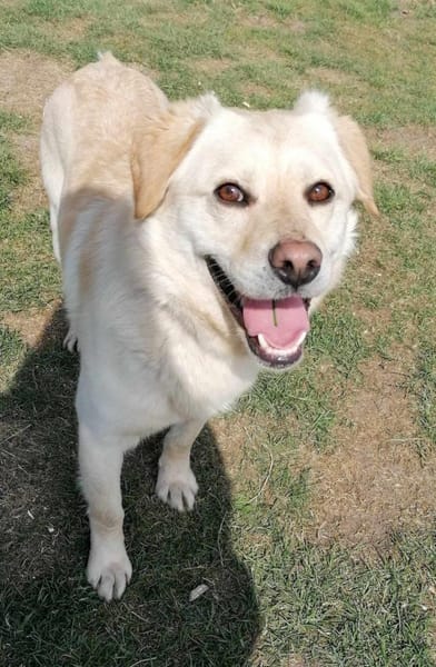 Kleiner Labbi-Mix Sherlock sucht Couch!