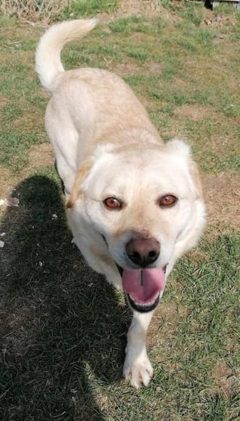 Kleiner Labbi-Mix Sherlock sucht Couch!