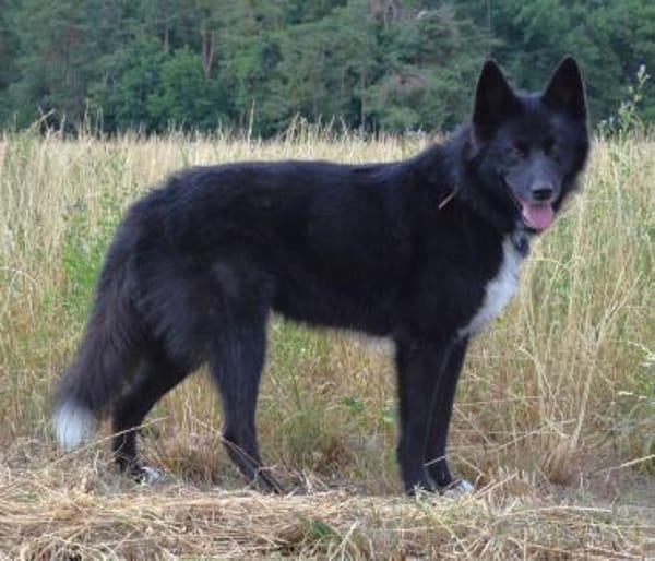 Katzenverträglicher Wolfi sucht ein Heim