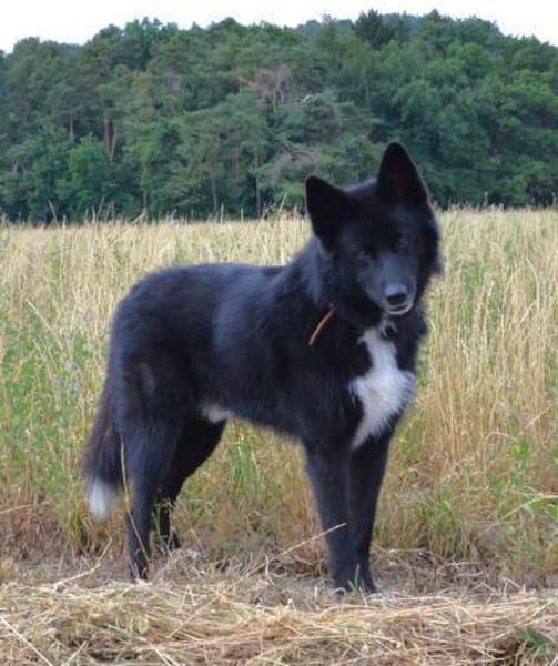 Katzenverträglicher Wolfi sucht ein Heim