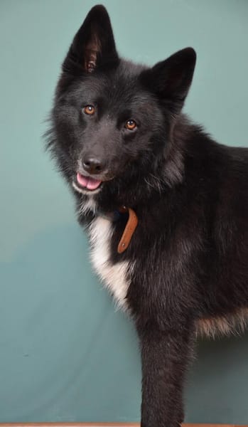 Katzenverträglicher Wolfi sucht ein Heim