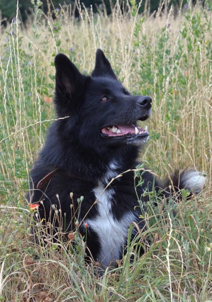 Katzenverträglicher Wolfi sucht ein Heim