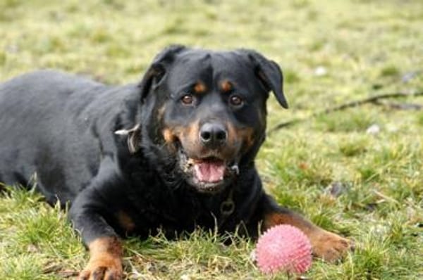 Blacky su. hundeerfahrene Halter