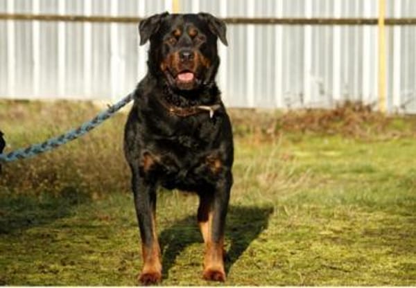Blacky su. hundeerfahrene Halter
