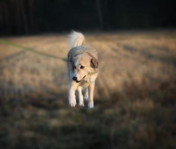 Heidi - etwas Besonderes