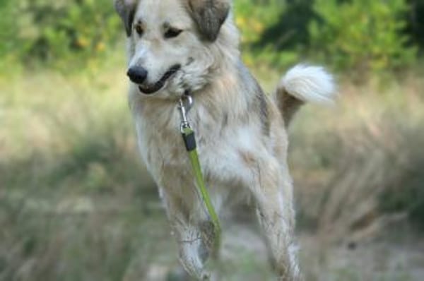 Heidi - etwas Besonderes
