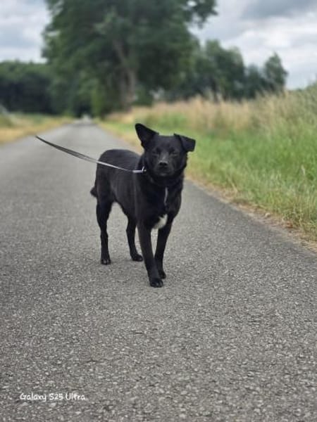 Tonec  ein Herz auf vier Pfoten