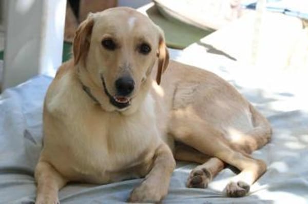 Fanny, Pflegestelle in Hessen