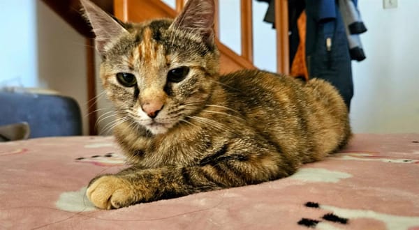 SATYRE