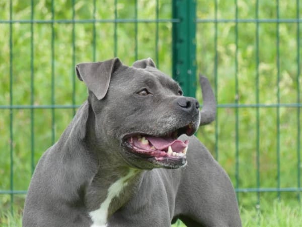 ROSCO