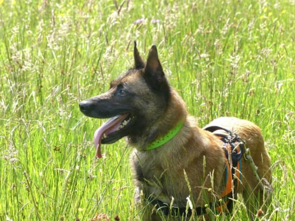 PAKO
