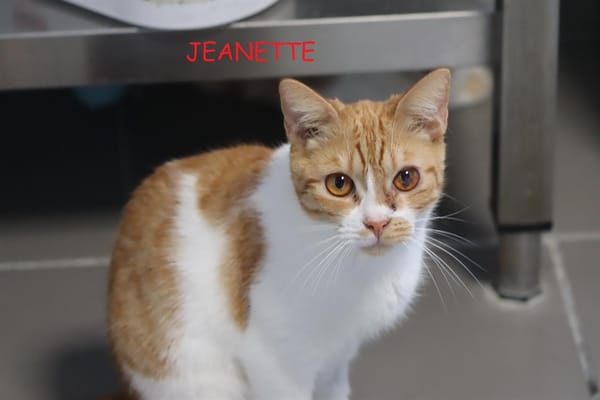 Jeannette