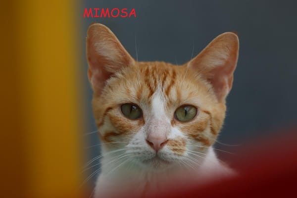 Mimosa