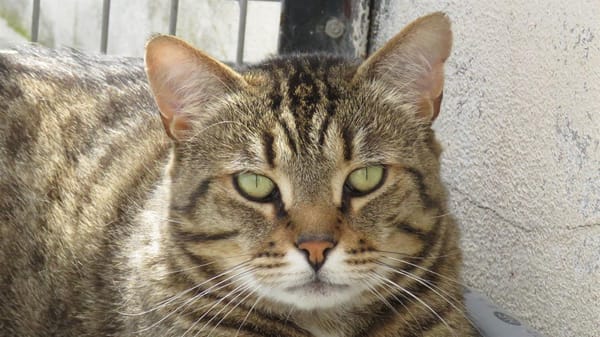 TIGROU