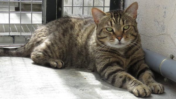 TIGROU