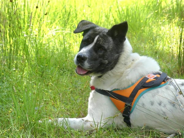 LYLIE BELLE