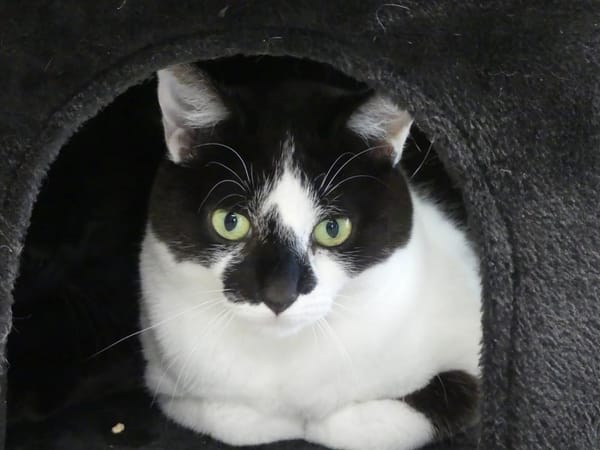 PIF