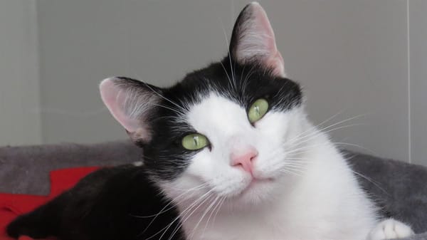 REGLISSE