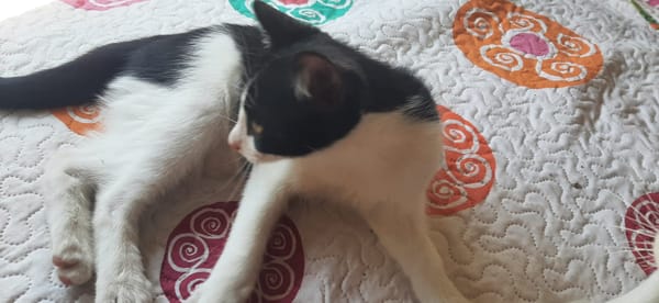 Leo