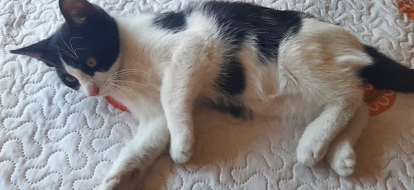 Leo