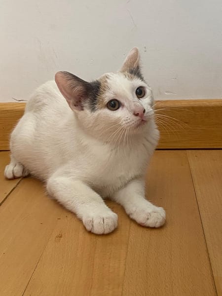 Lina
