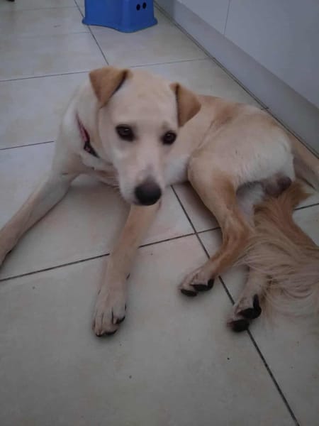 JULES le plus beau des césar