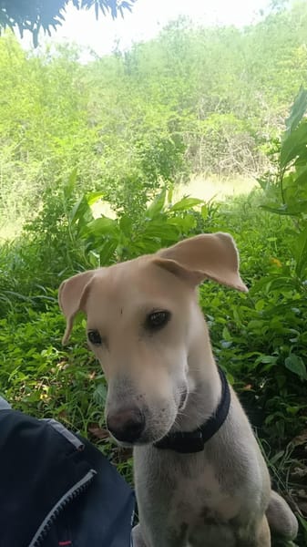 JULES le plus beau des césar
