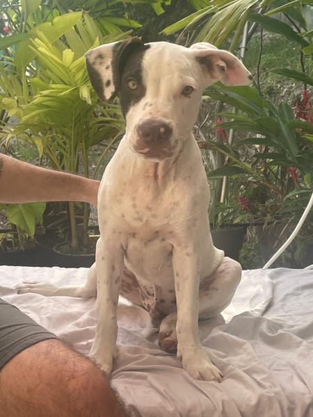 Neo, mâle croisé berger, né le 01/01/2025 🐶
