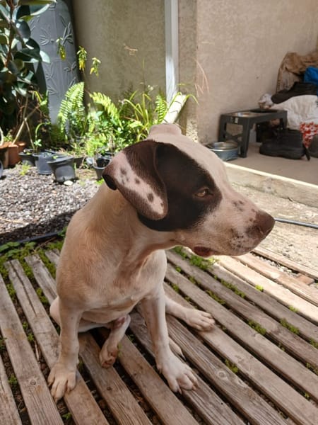 Neo, mâle croisé berger, né le 01/01/2025 🐶