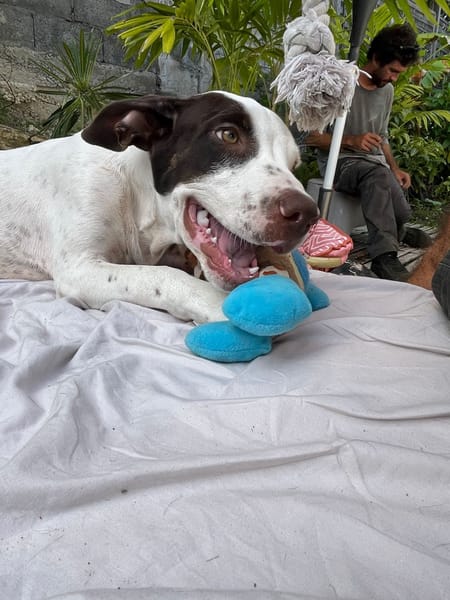 Neo, mâle croisé berger, né le 01/01/2025 🐶