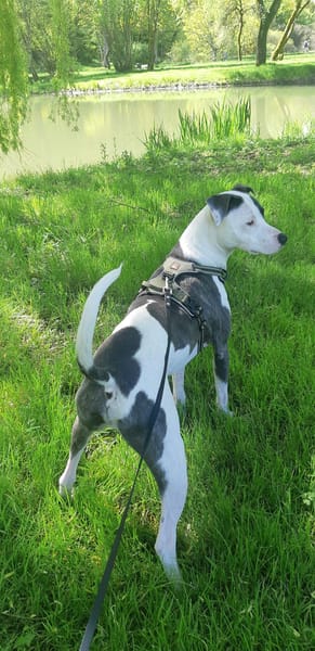 Marley, mâle croisé berger, né le 22/05/2021 🐶