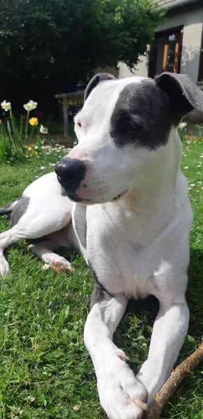 Marley, mâle croisé berger, né le 22/05/2021 🐶