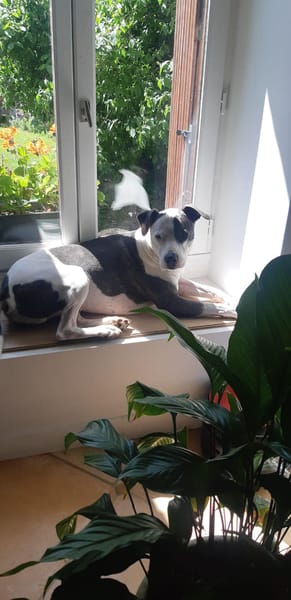 Marley, mâle croisé berger, né le 22/05/2021 🐶