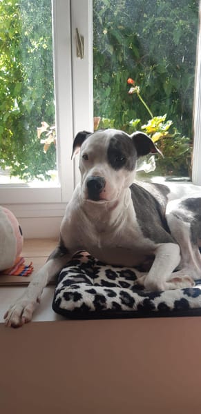 Marley, mâle croisé berger, né le 22/05/2021 🐶