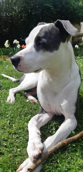 Marley, mâle croisé berger, né le 22/05/2021 🐶