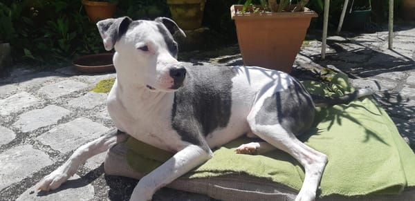 Marley, mâle croisé berger, né le 22/05/2021 🐶