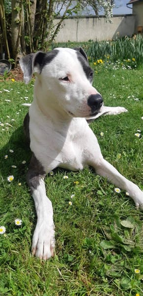 Marley, mâle croisé berger, né le 22/05/2021 🐶