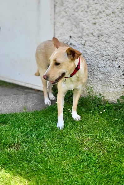 Gribouille, femelle croisée berger, née le 25/10/2024 🐶 ✨