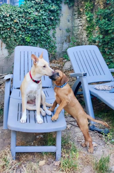 Gribouille, femelle croisée berger, née le 25/10/2024 🐶 ✨