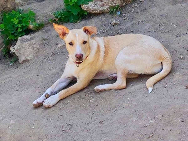 Gribouille, femelle croisée berger, née le 25/10/2024 🐶 ✨